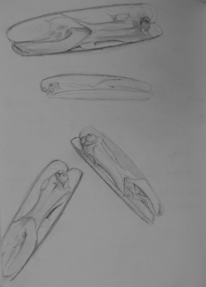 shell