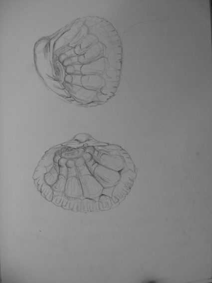 shell2